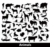 pic of animals  - animals silhouettes - JPG 