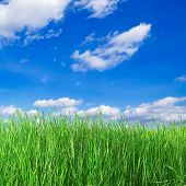 picture of blue sky  - Green field on a background of the blue sky - JPG 