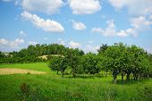 picture of blue sky  - Apple orchard on blue sky - JPG 