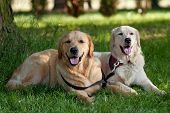 stock photo of dog  - Portrait of two young dogs playing in the meadow - JPG 