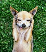 picture of outdoor  - a cute chihuahua with his paws on his head covering his ears - JPG 