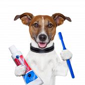 stock photo of health  - teeth cleaning dog with toothpaste and toothbrush - JPG 