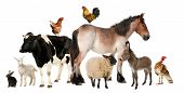 image of animals  - Variety of farm animals in front of white background - JPG 