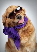 image of dog  - Funny Golden Retriever dog in a scarf and dark sunglasses - JPG 