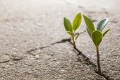 pic of nature  - weed growing through crack in concrete pavement - JPG 