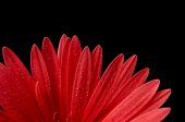 image of black  - Closeup on the petals of a Gerber Daisy isolated on a black background - JPG 