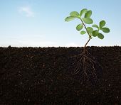 picture of section  - cross section view of a plant with roots - JPG 