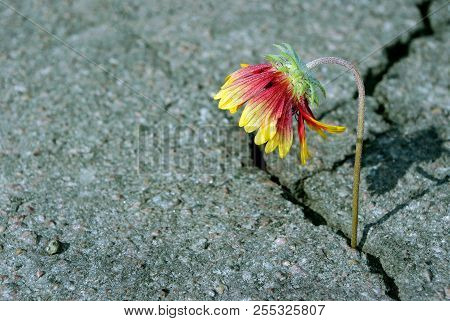 Poster: Crack On The Asphalt Road