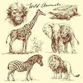 image of animals  - wild animals - JPG 