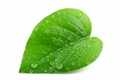 foto of vein  - Green leaf with water droplets - JPG 