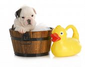 picture of time  - puppy bath time  - JPG 