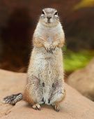 picture of animals  - Funny animal portrait of The Prairie Dog  - JPG 