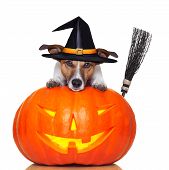 stock photo of dog  - halloween pumpkin witch dog with a broom - JPG 