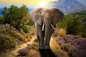 pic of surreal  - Elephant walking on the road at sunset - JPG 