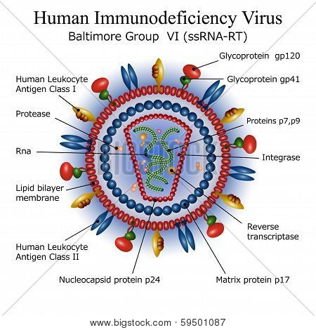 the hiv aids virus the hiv aids virus