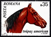 picture of equus caballus  - a stamp printed in the Romania shows American Trotter - JPG 
