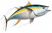 image of animals  - Yellowfin tuna in fast motion - JPG 