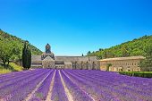 stock photo of france  - Abbey of Senanque and blooming rows lavender flowers - JPG 
