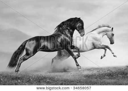 Picture or Photo of Horses in summer black and white running on freedom
