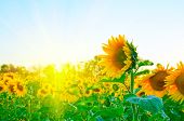 pic of nature  - beautiful sunflowers at field - JPG 