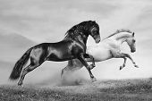 pic of horse  - horses in summer black and white running on freedom - JPG 