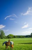 picture of horse  - horses enjoy grass on a green meadow - JPG 