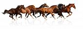 stock photo of equine  - herd gallops  - JPG 