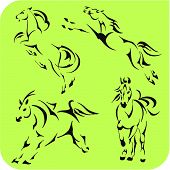 pic of horse  - Light Horses  - JPG 