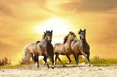image of horse  - a group of beautiful horses running under late sunset sky - JPG 