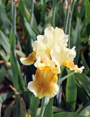 stock photo of iris  - Single yellow iris in the  flower bed - JPG 