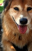 picture of dog  - Sometimes a smiling dog is all it takes to make you happy - JPG 
