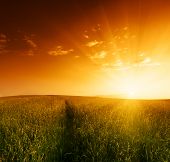 picture of sunset  - field of grass and sunset - JPG 