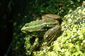 Green frog in the water. Litoria castanea