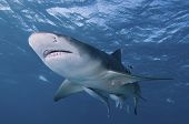 foto of close-up  - A close up on a lemon shark swimming by Bahamas - JPG 