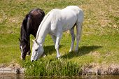 stock photo of horse  - white horse and dark horse grazing together near a ditch in Holland - JPG 