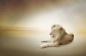 stock photo of animals  - Luxury photo of white lion - JPG 