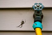 foto of orb  - Black and yellow orb weaver spider hanging out in its web by a water spicket - JPG 