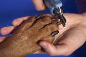 picture of dog  - close up of cutting dog nail with specialty tool on blue background - JPG 