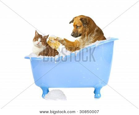 Picture or Photo of Cat-lick dog and cat in a bathtube on white background