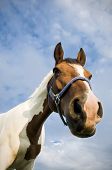 stock photo of quarter horse  - Head of a Quarter Horse with Cloudscape - JPG 