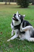 picture of dog  - purebred Siberian Husky dog scratching fleas in the backyard  - JPG 
