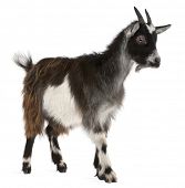 picture of france  - Common Goat from the West of France - JPG 