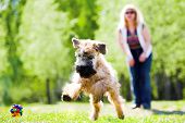 pic of dog  - Running dog on green grass and ball (Irish soft coated wheaten terrier)
** Note: Slight blurriness, best at smaller sizes - JPG 