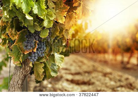 Picture or Photo of Vineyards at sunset in autumn harvest. Ripe grapes in fall.Cluster grapes on left
** Note: Shallow depth of field