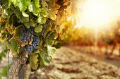 stock photo of nature  - Vineyards at sunset in autumn harvest. Ripe grapes in fall.Cluster grapes on left
** Note: Shallow depth of field - JPG 