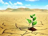 foto of earth  - Seedling growing on cracked dry earth - JPG 