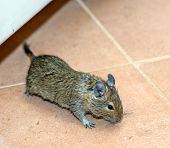 pic of mouse  - One home mouse running on the floor - JPG 