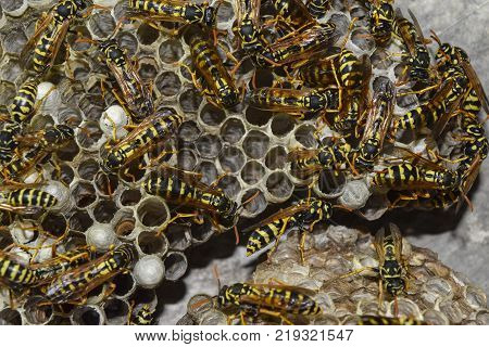 Poster: Wasp nest with