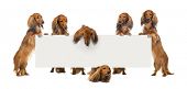 picture of group  - Group of Dachshund standing on hind legs and holding a white board against white background - JPG 