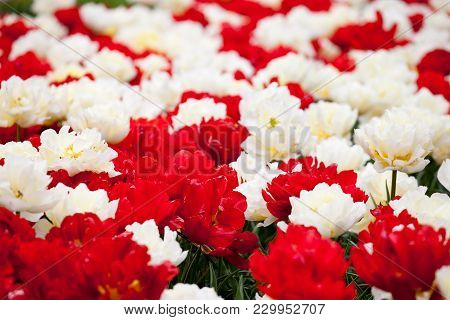 Poster: A Flowerbed Of Red And